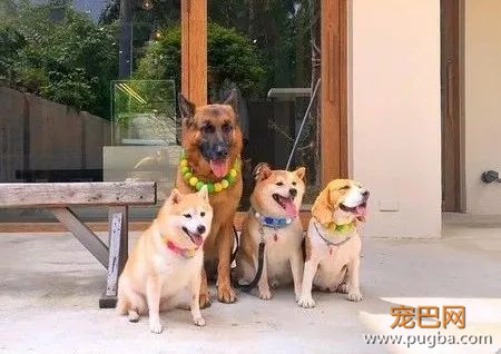 训了柴柴几句后，这货把自己塞进了鱼缸：生气了，不好哄！-1.jpeg