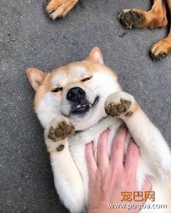 训了柴柴几句后，这货把自己塞进了鱼缸：生气了，不好哄！-4.jpeg