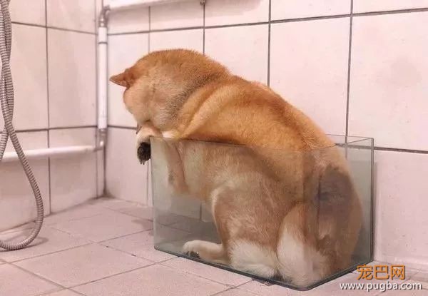 训了柴柴几句后，这货把自己塞进了鱼缸：生气了，不好哄！-3.jpeg
