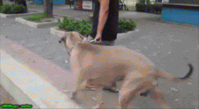 有时候，世界上那个最勇敢保护你的人，不是别人，正是你的母亲-1.gif