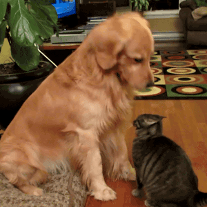 繁殖者：“我们可以什么都没有，但一定要脚踏实地”-3.gif
