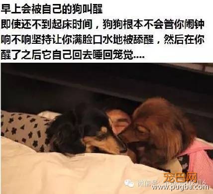 养狗之后生活的点滴，我们痛并愉快着-1.jpeg