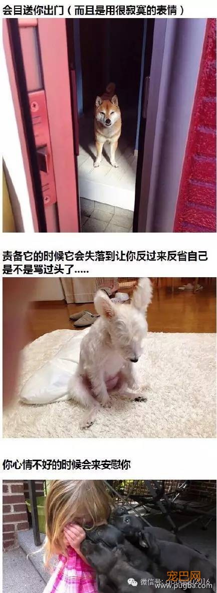 养狗之后生活的点滴，我们痛并愉快着-6.jpeg