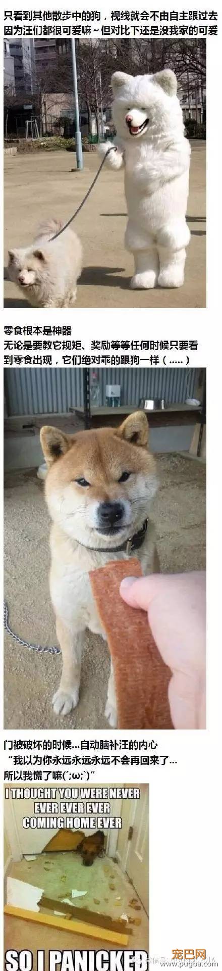 养狗之后生活的点滴，我们痛并愉快着-4.jpeg