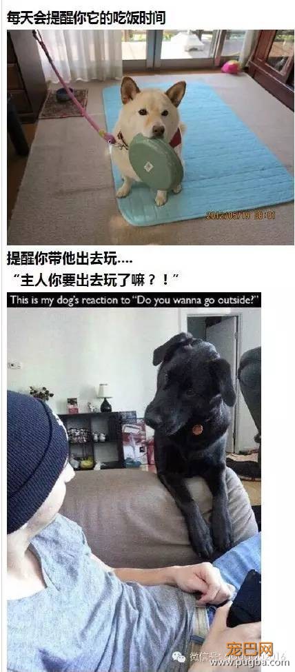 养狗之后生活的点滴，我们痛并愉快着-8.jpeg
