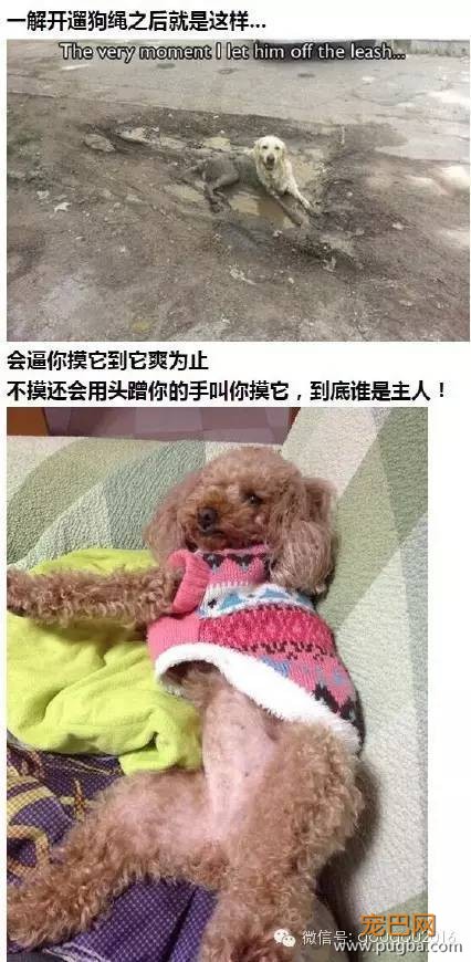 养狗之后生活的点滴，我们痛并愉快着-7.jpeg