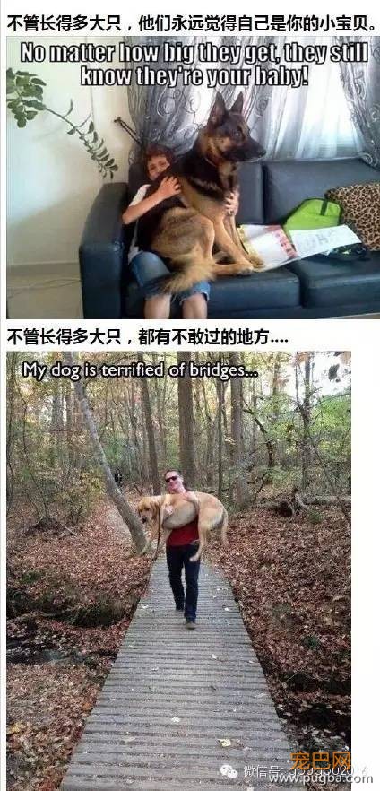 养狗之后生活的点滴，我们痛并愉快着-9.jpeg