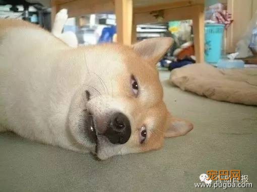 你家的狗狗为什么一到晚上就狂吠不止-2.jpeg