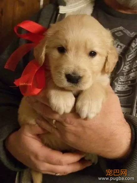 今生，一定要养一只金毛犬！-1.jpeg