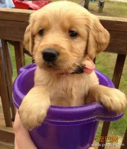 今生，一定要养一只金毛犬！-5.jpeg