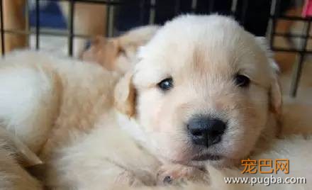 今生，一定要养一只金毛犬！-2.jpeg