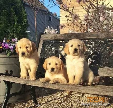 今生，一定要养一只金毛犬！-4.jpeg