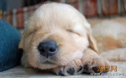 今生，一定要养一只金毛犬！-7.jpeg