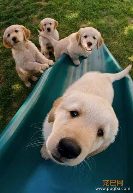 今生，一定要养一只金毛犬！-10.jpeg