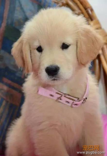 今生，一定要养一只金毛犬！-6.jpeg
