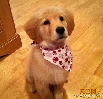 今生，一定要养一只金毛犬！-9.jpeg