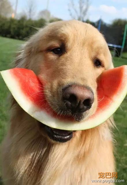 今生，一定要养一只金毛犬！-11.jpeg