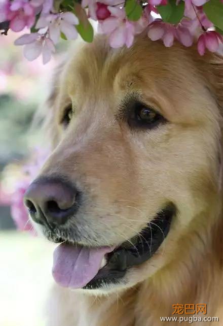 今生，一定要养一只金毛犬！-13.jpeg