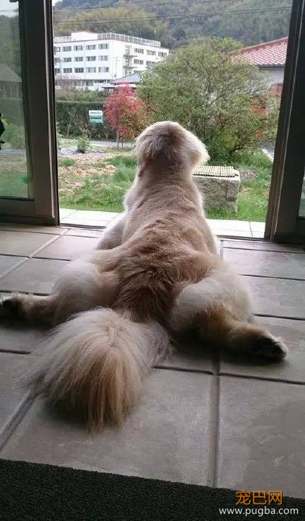 今生，一定要养一只金毛犬！-14.jpeg