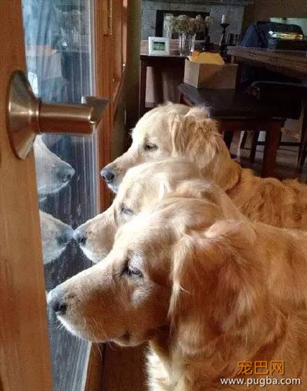 今生，一定要养一只金毛犬！-17.jpeg