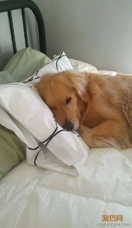 今生，一定要养一只金毛犬！-15.jpeg