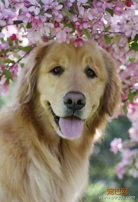 今生，一定要养一只金毛犬！-19.jpeg