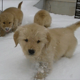 今生，一定要养一只金毛犬！-21.gif