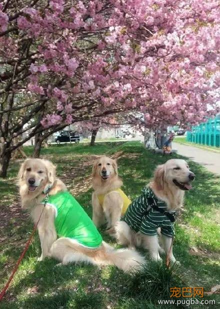 今生，一定要养一只金毛犬！-18.jpeg