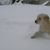 今生，一定要养一只金毛犬！-22.gif
