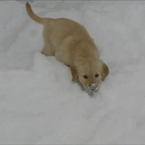 今生，一定要养一只金毛犬！-23.gif