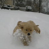 今生，一定要养一只金毛犬！-24.gif