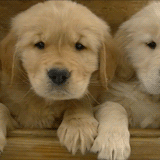 今生，一定要养一只金毛犬！-25.gif