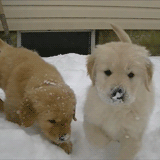 今生，一定要养一只金毛犬！-26.gif