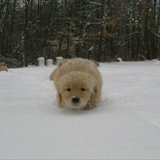 今生，一定要养一只金毛犬！-28.gif