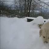 今生，一定要养一只金毛犬！-27.gif