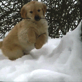 今生，一定要养一只金毛犬！-29.gif