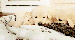 今生，一定要养一只金毛犬！-31.gif