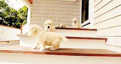 今生，一定要养一只金毛犬！-32.gif
