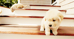 今生，一定要养一只金毛犬！-36.gif