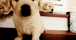 今生，一定要养一只金毛犬！-35.gif