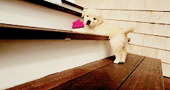 今生，一定要养一只金毛犬！-37.gif