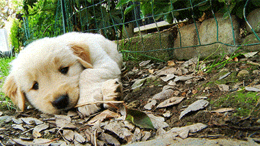 今生，一定要养一只金毛犬！-38.gif