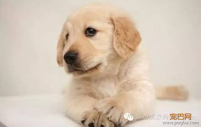 狗狗可以喝牛奶吗？-1.jpeg