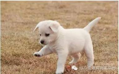 狗狗可以喝牛奶吗？-2.jpeg
