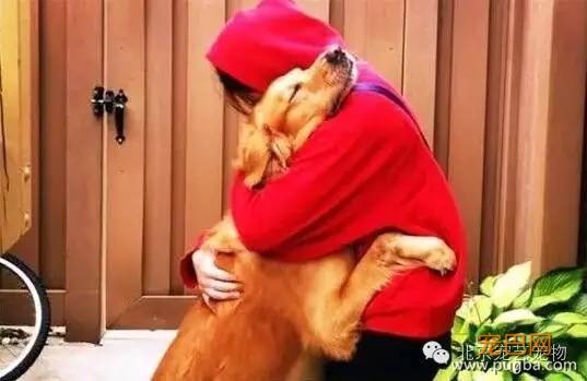 狗狗爱你的表现，你家狗占了几条？-4.jpeg