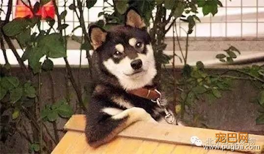 狗狗爱你的表现，你家狗占了几条？-1.jpeg