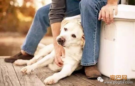 狗狗爱你的表现，你家狗占了几条？-3.jpeg