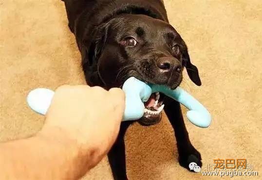 狗狗爱你的表现，你家狗占了几条？-9.jpeg