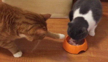 抢吃从未失手的橘猫，遭遇了喵生第一次滑铁卢…-1.gif