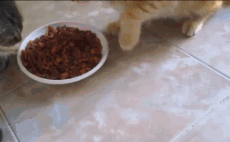 抢吃从未失手的橘猫，遭遇了喵生第一次滑铁卢…-3.gif